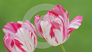 Dual colored red or pink white tulip. Beautiful pink or crimson and white tulip flower. Spring time. Close up.