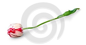 Dual colored red-white tulip