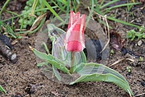 Dual colored red-white tulip