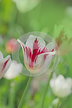 Dual colored red white tulip