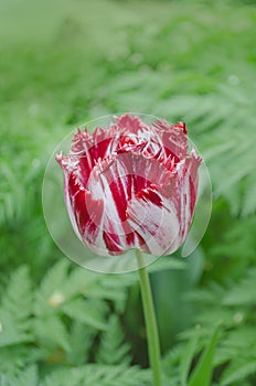 Dual colored red white tulip