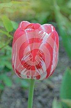 Dual colored red white tulip