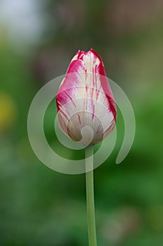 White tulip with red stripes in the garden