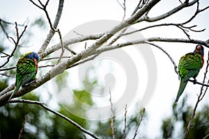 Dual Lorikeets on Branches