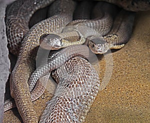 Dual Monocled Cobra on Sand Background photo