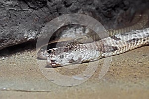 Dual Monocled Cobra on Sand in The Cave