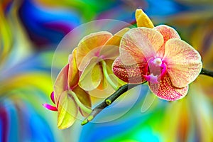 Dual shaded phalaenopsis blume orchids with psychedelic abstract background 