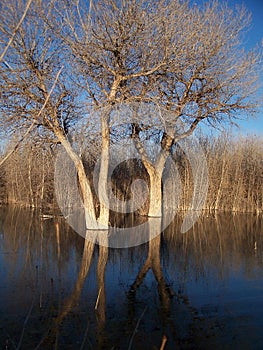 Dual Submerged cottonwoods surrounded by salt cedars in Bosque del Apache National Wildlife Refuge New Mexico