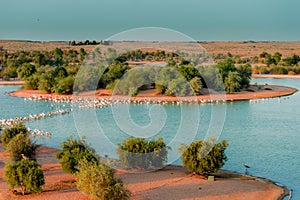 Dubai Al Qudra Lake View