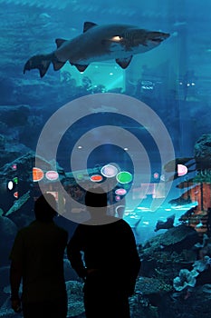 Dubai Aquarium & Underwater Zoo