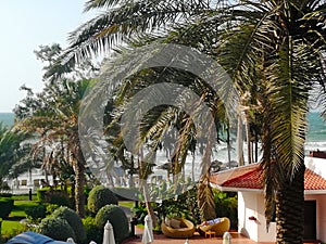 Dubai beach with palms and decor