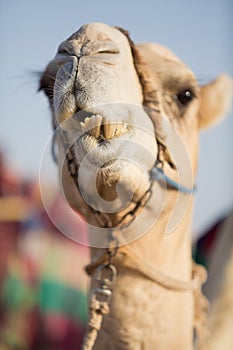 Dubai camel club camel chewing food
