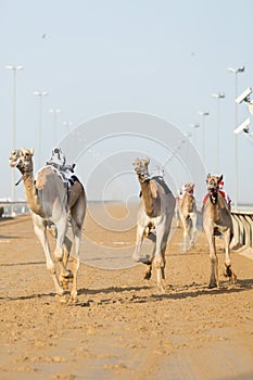 Dubai camel racing club camels racing with radio jockey