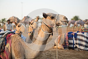 Dubai camel racing club camels waiting to race at sunset