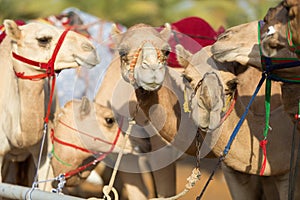 Dubai camel racing club camels waiting to race at sunset