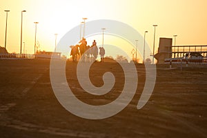 Dubai camel racing club sunset silhouettes of camels