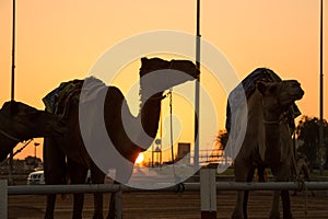 Dubai camel racing club sunset silhouettes of camels