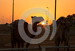 Dubai camel racing club sunset silhouettes of camels