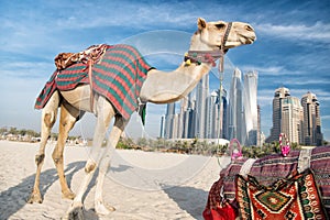 DUBAI Camels on skyscrapers background at the beach