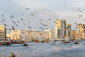 Dubai Creek with lots of seagulls and abra boats at sunset, United Arab Emirates