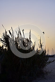 Dubai Kite beach at sunset Jumeirah, Dubai, United Arab Emirates