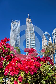 Dubai Marina with flowers against skyscrapers in Dubai, United Arab Emirates