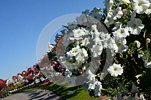 Dubai, Miracle Garden, Flowers, Summer, Sun