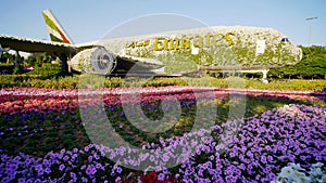 Dubai, UAE - December 14, 2019: Dubai miracle garden: the world`s largest natural flower garden. Setting real aircraft