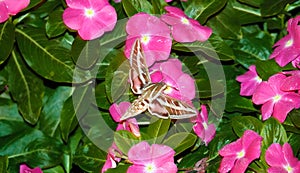 Dubai Night Butterfly