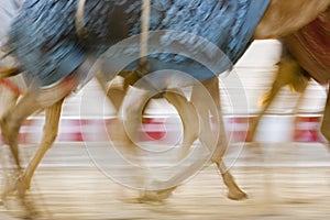 Dubai UAE Blurred motion of camels running during training at Nad Al Sheba Camel Racetrack