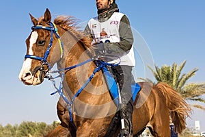 Rider participating in an endurance race.