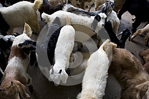 Dubai UAE Goats for sale at Shindagha Market in Bur Dubai
