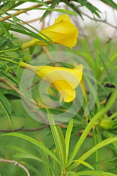 DUBAI-UNITED ARAB EMIRATES ON 21 JUNE 2017 .Beautiful YELLOW TULIP Flowers In A Botanical Garden