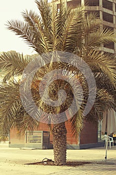 DUBAI-UNITED ARAB EMIRATES ON 21 JUNE 2017. Date palm tree near AJMAN CREEK.