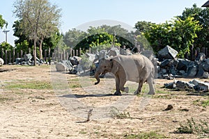 Dubai, United Arab Emirates â€“ January 22, 2021, beautiful Animals in Dubai Safari Park Dubai Zoo