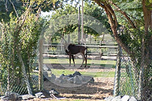 Dubai, United Arab Emirates â€“ January 22, 2021, beautiful Animals in Dubai Safari Park Dubai Zoo