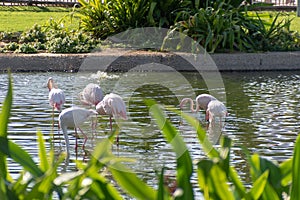 Dubai, United Arab Emirates â€“ January 22, 2021, beautiful Animals in Dubai Safari Park Dubai Zoo