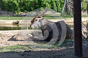 Dubai, United Arab Emirates â€“ January 22, 2021, beautiful Animals in Dubai Safari Park Dubai Zoo
