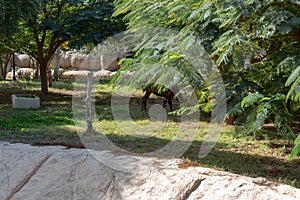 Dubai, United Arab Emirates â€“ January 22, 2021, Dubai Safari Park Dubai Zoo, Eco-Friendly Park located in Al Warqa has around