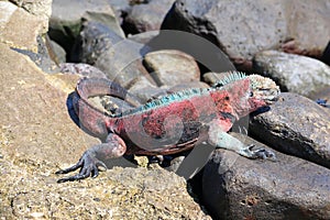 EspaÃÂ±ola iguanas Christmas Iguanas in Galapagos photo