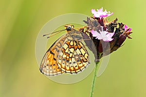 Dubbelstipparelmoervlinder, Twin-spot Fritillary, Brenthis hecate photo