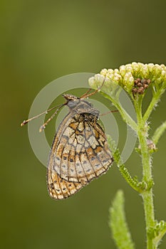 Dubbelstipparelmoervlinder, Twin-spot Fritillary, Brenthis hecate