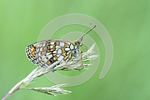 Dubbelstipparelmoervlinder, Twin-spot Fritillary, Brenthis hecate