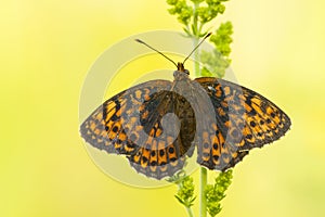 Dubbelstipparelmoervlinder, Twin-spot Fritillary, Brenthis hecate