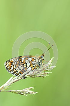 Dubbelstipparelmoervlinder, Twin-spot Fritillary, Brenthis hecate