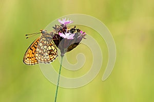 Dubbelstipparelmoervlinder, Twin-spot Fritillary, Brenthis hecate