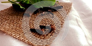 Dubble cloves isolated on grey root mat with white background