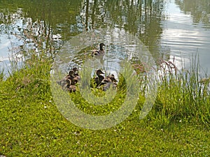 Dubbling duck with babies