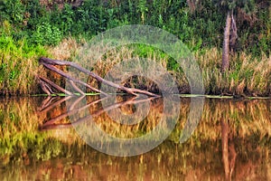 Dubbo north river trunks reflect