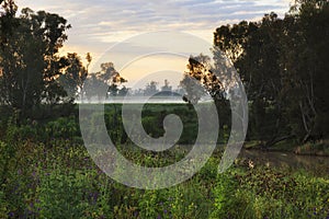 Dubbo river meadow mist